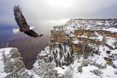 Bald Eagle Flying Above The Clouds-Steve Collender-Photographic Print