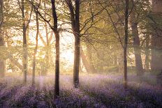 Bluebells in the Woods-Steve Docwra-Giclee Print