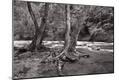 Photographic Print