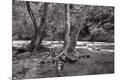 Photographic Print