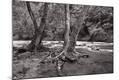 Photographic Print