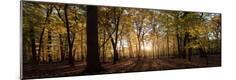 Photographic Print