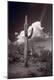 Photographic Print