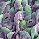 Col. SEM of Eye Melanocyte Cell & Pigment Granules-Steve Gschmeissner-Photographic Print
