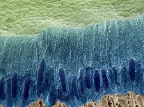 Tooth Enamel Formation, SEM-Steve Gschmeissner-Photographic Print
