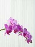 Purple orchids-Steve Hix-Framed Premier Image Canvas