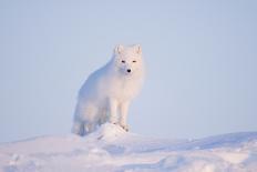 Arctic Fox Adult Pauses on a Snow Bank, ANWR, Alaska, USA-Steve Kazlowski-Photographic Print