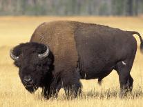 Bison Bull Grazes in a Meadow in Yellowstone National Park, Montana, USA-Steve Kazlowski-Photographic Print