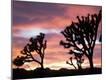 Premium Photographic Print