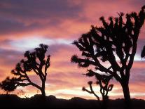 Joshua Tree at Sunset in Joshua Tree National Park, California, USA-Steve Kazlowski-Photographic Print