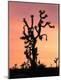 Premium Photographic Print
