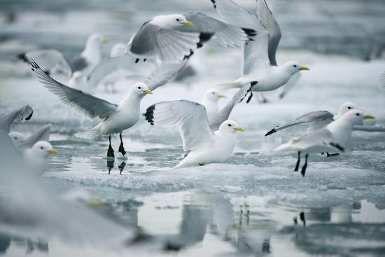 Photographic Print, , large