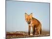 Premium Photographic Print