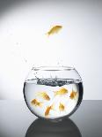 Goldfish jumping out of a bowl and escaping from the crowd-Steve Lupton-Photographic Print