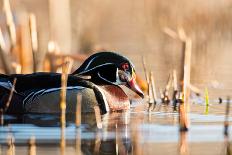 A Drake Wood Duck in the Spring in Minnesota-Steve Oehlenschlager-Framed Photographic Print