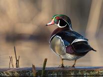 A Drake Wood Duck in the Spring in Minnesota-Steve Oehlenschlager-Framed Photographic Print