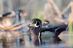 A Drake Wood Duck in the Spring in Minnesota-Steve Oehlenschlager-Framed Photographic Print