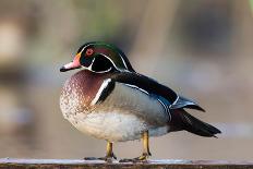 A Drake Wood Duck in the Spring in Minnesota-Steve Oehlenschlager-Photographic Print