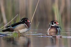 A Drake Wood Duck in the Spring in Minnesota-Steve Oehlenschlager-Framed Photographic Print