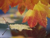 Close-up of Autumn Vine Maple Leaves Reflecting in Pool of Water, Bellingham, Washington, USA-Steve Satushek-Photographic Print