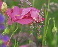Abstract Close-up of Poppy Flower-Steve Satushek-Framed Photographic Print