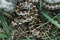 Leopard Snake-Steve Taylor-Photographic Print