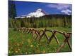 Photographic Print