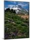 Premium Photographic Print