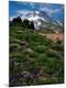 Photographic Print