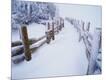 Photographic Print