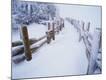Photographic Print