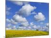 Photographic Print