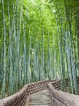 Japan, Kyoto, Arashiyama, Adashino Nembutsu-ji Temple, Bamboo Forest-Steve Vidler-Photographic Print