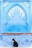 Black Cat and Blue Wall-Steven Boone-Photographic Print