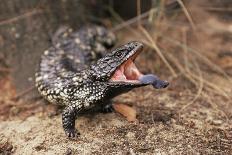 Adult Shingleback Lizard Threat Display Showing Blue Tongue Trachydosaurus Rugosus)-Steven David Miller-Framed Photographic Print