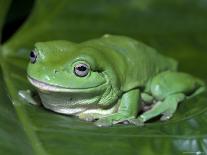 Green Tree Frog (Litoria Caerulea) on Leaf, Northern Territory, Australia-Steven David Miller-Photographic Print