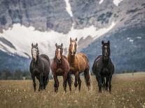 Horses Along the Rocky Mountain Front, Montana.-Steven Gnam-Photographic Print