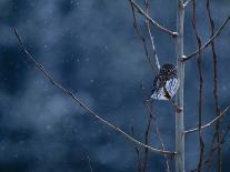 Pygmy Owl-Steven Gnam-Photographic Print