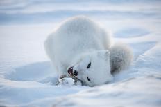 Arctic Fox (Vulpes Lagopus) Feeding In Snow, In Winter Coat, 1002 Coastal Plain-Steven Kazlowski-Framed Photographic Print