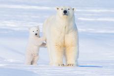 Polar Bear Sow and Spring Cub, Alaska-Steven Kazlowski-Art Print