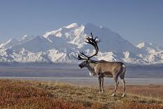 Reindeer, Enali National Park-Steven Kazlowski-Framed Photographic Print