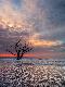 Premium Photographic Print