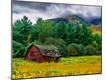 Photographic Print
