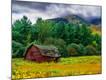 Photographic Print