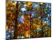 Premium Photographic Print