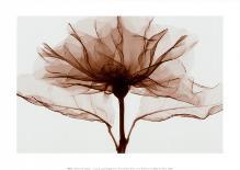 Amaryllis I-Steven N^ Meyers-Framed Art Print