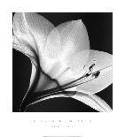 Hibiscus/Silver (small)-Steven N^ Meyers-Framed Art Print
