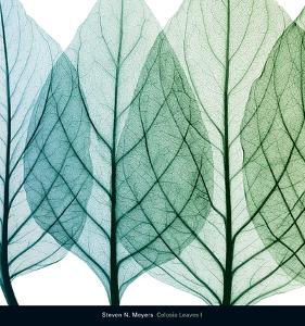 Leaves X Ray Photography Art Prints Paintings Posters Wall Art Art Com