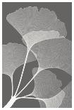 Yucca Leaves-Steven N^ Meyers-Art Print