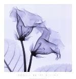 Yucca Leaves-Steven N^ Meyers-Framed Art Print